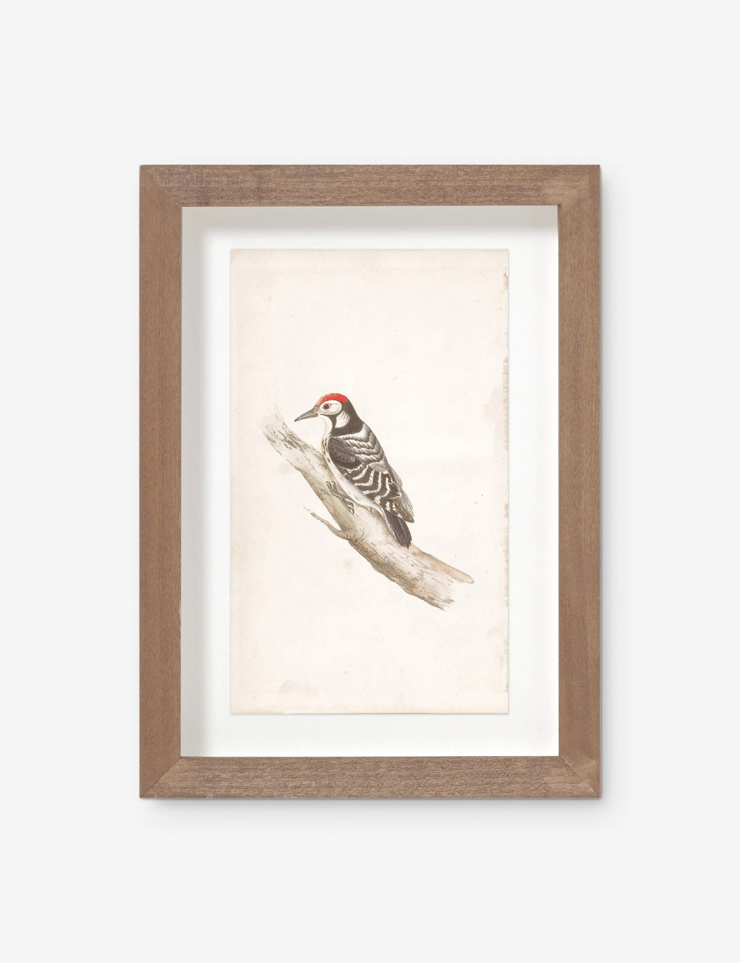 Vintage Bird Watercolor No. 00 Wall Art By Visual Contrast 1 Vintage Bird Watercolor No. 00 Wall Art By Visual Contrast