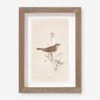 Vintage Bird Watercolor No. 66 Wall Art By Visual Contrast