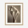 Sepia Flowers Wall Art