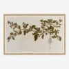 Flowering Plants I Wall Art By Franz Anton Von Scheidl
