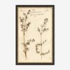 Herbarium B Wall Art