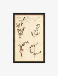 Herbarium B Wall Art