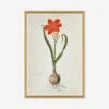 The Gordon African Collection: Plants Wall Art By Robert Jacob Gordon