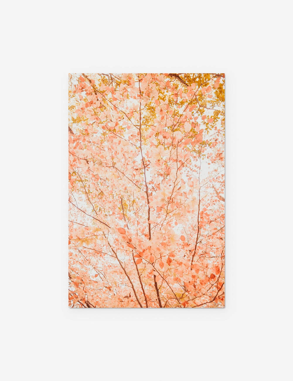 Pastel Fall Tree Photography Print By Ingrid Beddoes 7 Pastel Fall Tree Photography Print By Ingrid Beddoes - Image 7