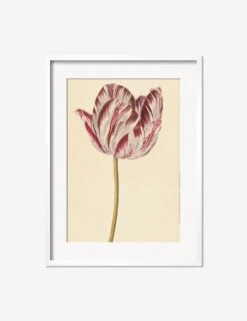 Red And White Tulip Print -Famous Decoration Store RedandWhiteTulipWhiteMatted