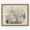 White Cape - Coast Lily Print By Sydenham Edwards
